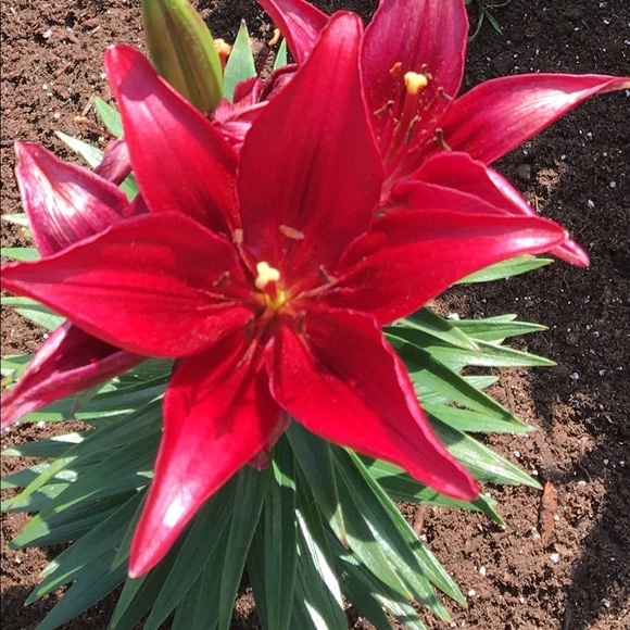 Meet your Posher, Kathy - Picture 3 of 8